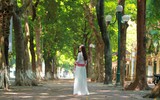 Ngắm những vòm cây đẹp như cổ tích ở Hà Nội